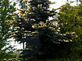 Picea pungens Bialobok IMG_6539 Świerk kłujący